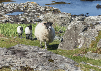A Ewe and her lambs at Loch na Keal on the Isle of Mull - 216631873