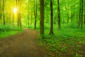 Forest  and sun rays