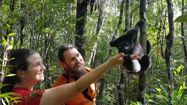 Tourist couple in Madagascar woman feeds an indri lemur on a tree