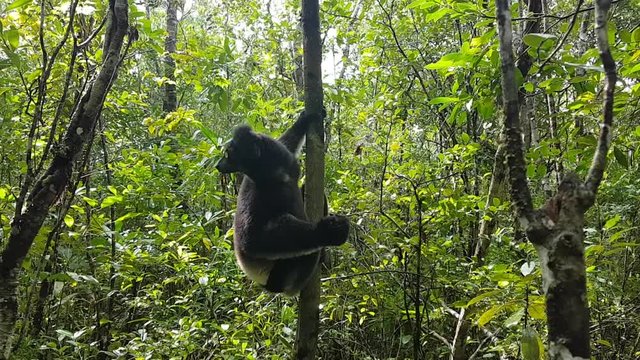 An indri lemur on a tree in Madagascar