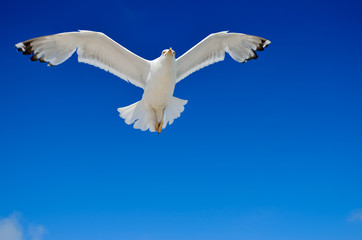 White seagull flying against the blue sky