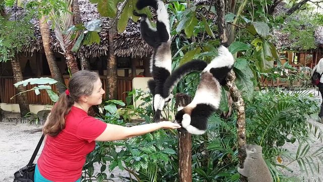 Tourist woman in Madagascar feeds two black-and-white ruffed lemurs