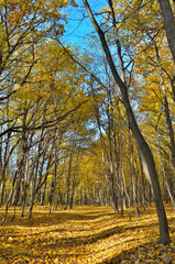 Fototapeta premium Rays of sun among trees in the autumn forest.