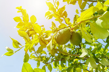 fresh green lime on tree in garden