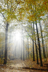 Rays of sun among trees in the autumn forest.