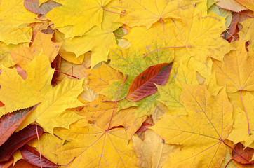 Yellowed maple leaves in the autumn forest close up.
