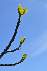Close-up of a Fig Branch, Nature