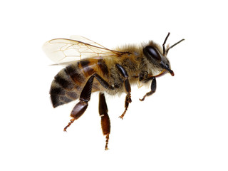 Bee isolated on white