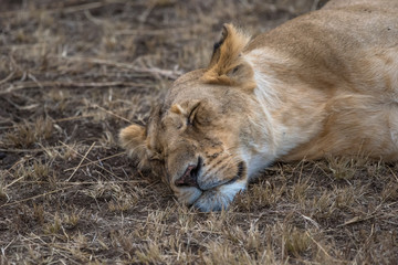 lions