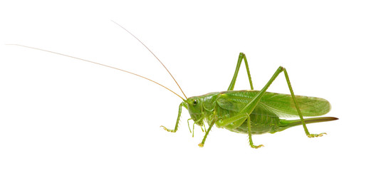 Green locust on white