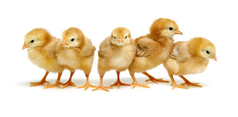  chickens isolated on white