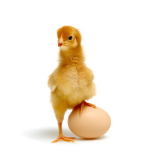 egg and chicken