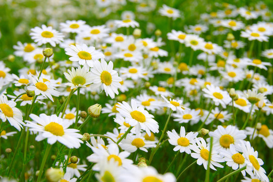 Fototapeta White daisy on  field