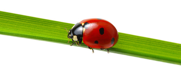 Obraz premium red ladybug on grass