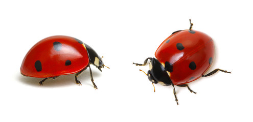 Obraz premium Ladybugs on white