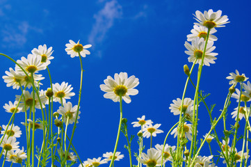 White camomiles on blue sky © Alekss