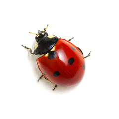 Ladybug isolated on white