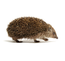 Hedgehog  isolated on white