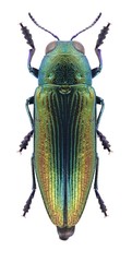 Beetle Eurythyrea aurata on a white background