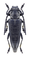 Beetle Coptosia antoniae on a white background