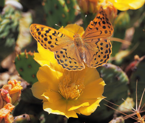 Butterfly Argynnis at the cactus blossom