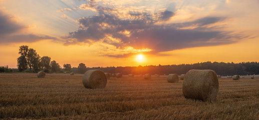 straw in bales on the field after harvest, sunrise-panorama
