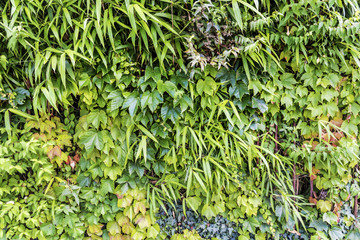 Common Ivy Background.Green Leaves Background