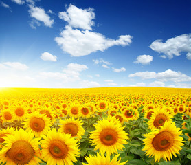 Obraz premium field of sunflowers