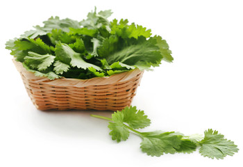 Fresh coriander leaves