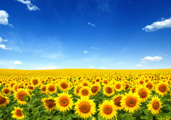 zonnebloemen veld op sky