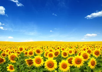 Fotobehang Zonnebloem zonnebloemen veld op sky
