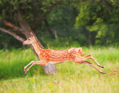 Deer at the grass at the meadow cute