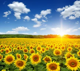 Raamstickers Zonnebloem veld met zonnebloemen