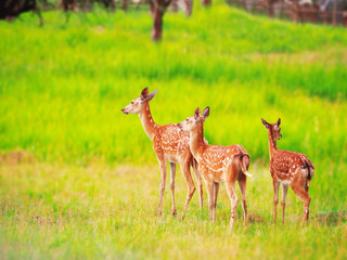 Naklejka na ściany i meble Deer at the grass at the meadow cute