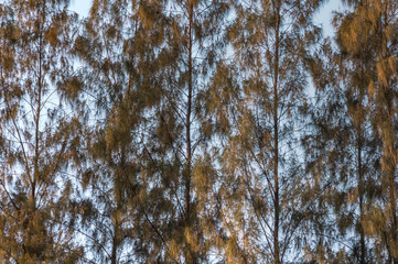 Fototapeta premium Full frame of trees with the blue sky.