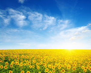 Obraz premium field of sunflowers