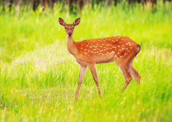 Deer at the grass at the meadow cute
