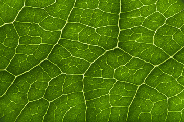 Leaf close-up textures.