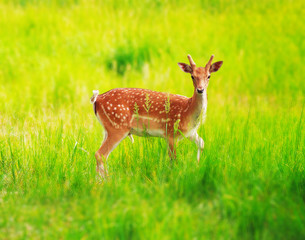 Deer at the grass at the meadow cute