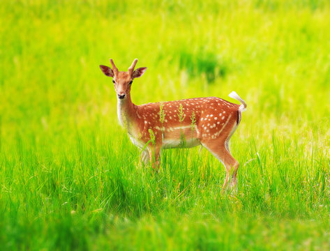 Deer at the grass at the meadow cute
