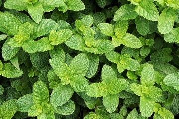 Peppermint plants top view.