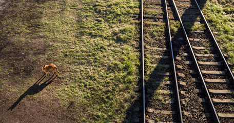Redhead stray dog near the railroad tracks. Shadows in sunny weather.