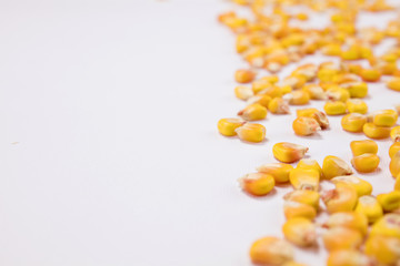 Corn seeds scattered over white background