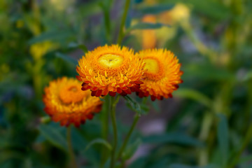 Helichrysum