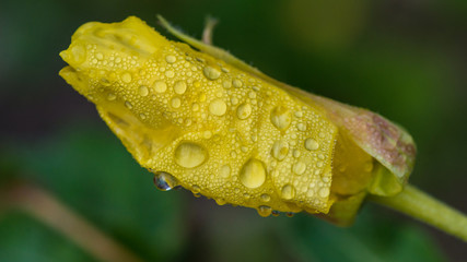 Fototapeta premium Evening Primrose