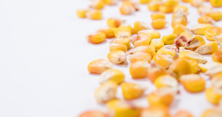 Corn seeds scattered over white background