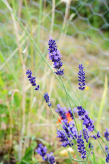 Sprigs of lavender flowers