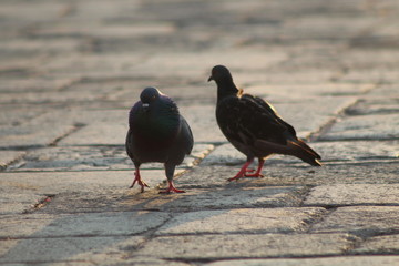 Macro Pigeons