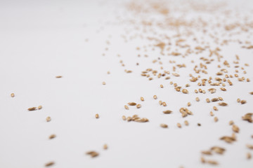 Wheat grain scattered over white background