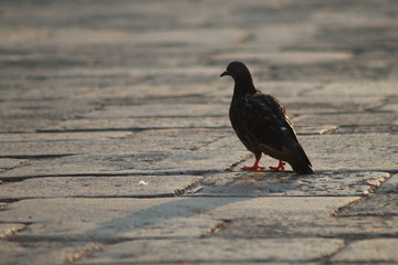 Macro Pigeon